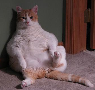 Whiskers O'Rourke, American Fat Cat Society